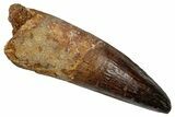 Real Fossil Spinosaurus Tooth - Large Dinosaur Tooth #335984-1